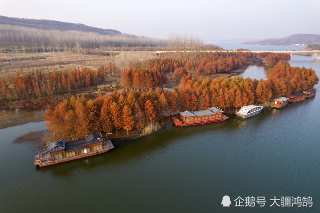 冬日时节,位于江苏省盱眙县天泉湖"水上森林"景区的红杉林枝叶飘红