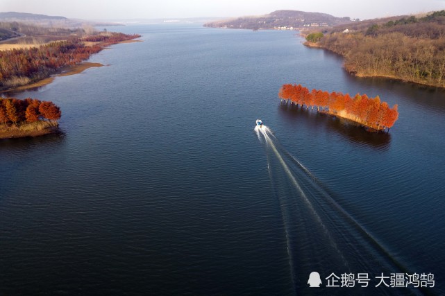 2021年11月26日,拍摄的江苏省盱眙县天泉湖红杉林景色(无人机照片).