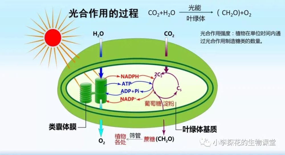 教学参考光合作用的过程