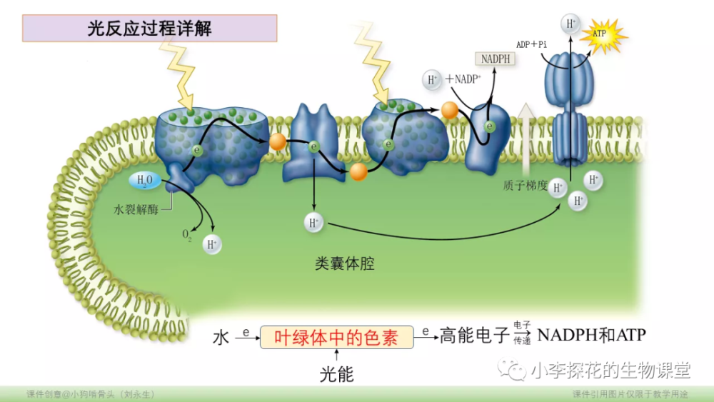 教学参考光合作用的过程