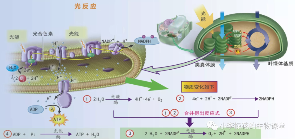 教学参考光合作用的过程