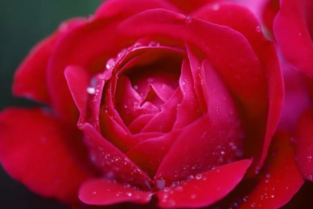 图集:分享一组高清玫瑰花桌面壁纸,欢迎收藏!