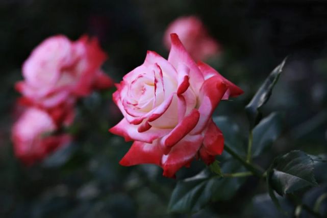 图集:分享一组高清玫瑰花桌面壁纸,欢迎收藏!