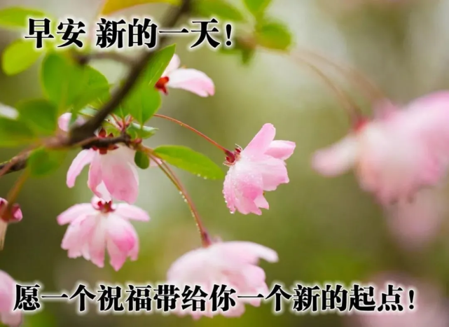 朋友圈暖心幸福的早上好祝福图片,唯美清新的早安祝福