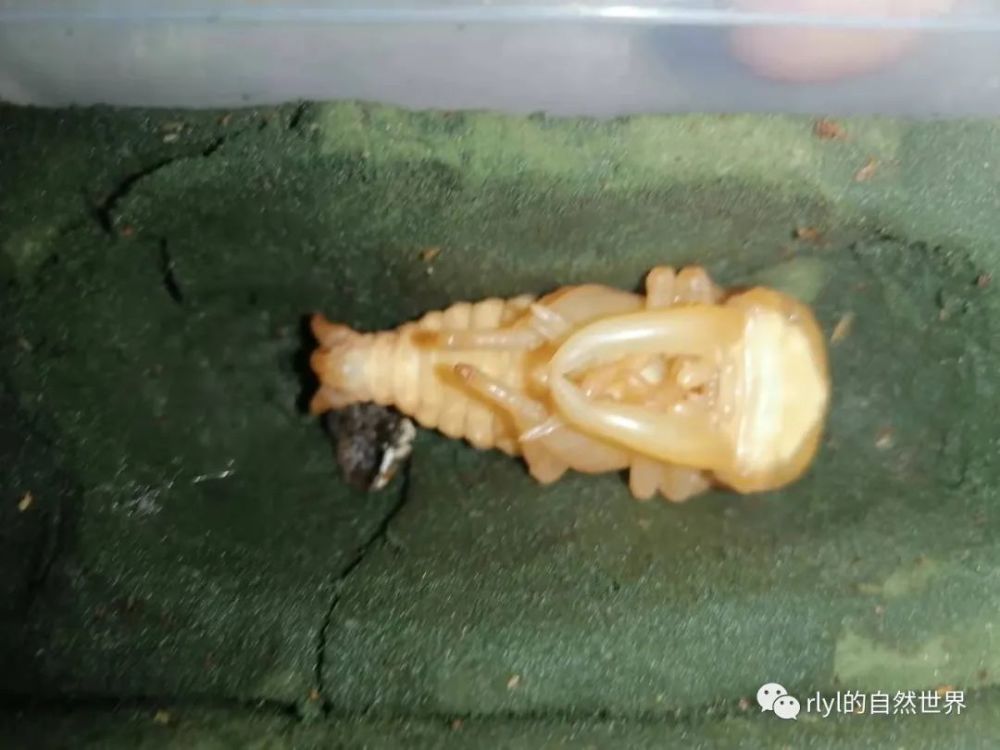 兜虫的蛹比较奇怪,它们从幼虫的皮囊中退出来的时候,就已经是有大概