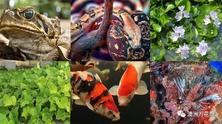 因外来物种入侵严重,澳洲本土生物恐面临灭绝威胁