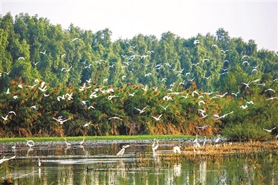 南沙湿地迎来了今年第一批前来栖息过冬的候鸟.