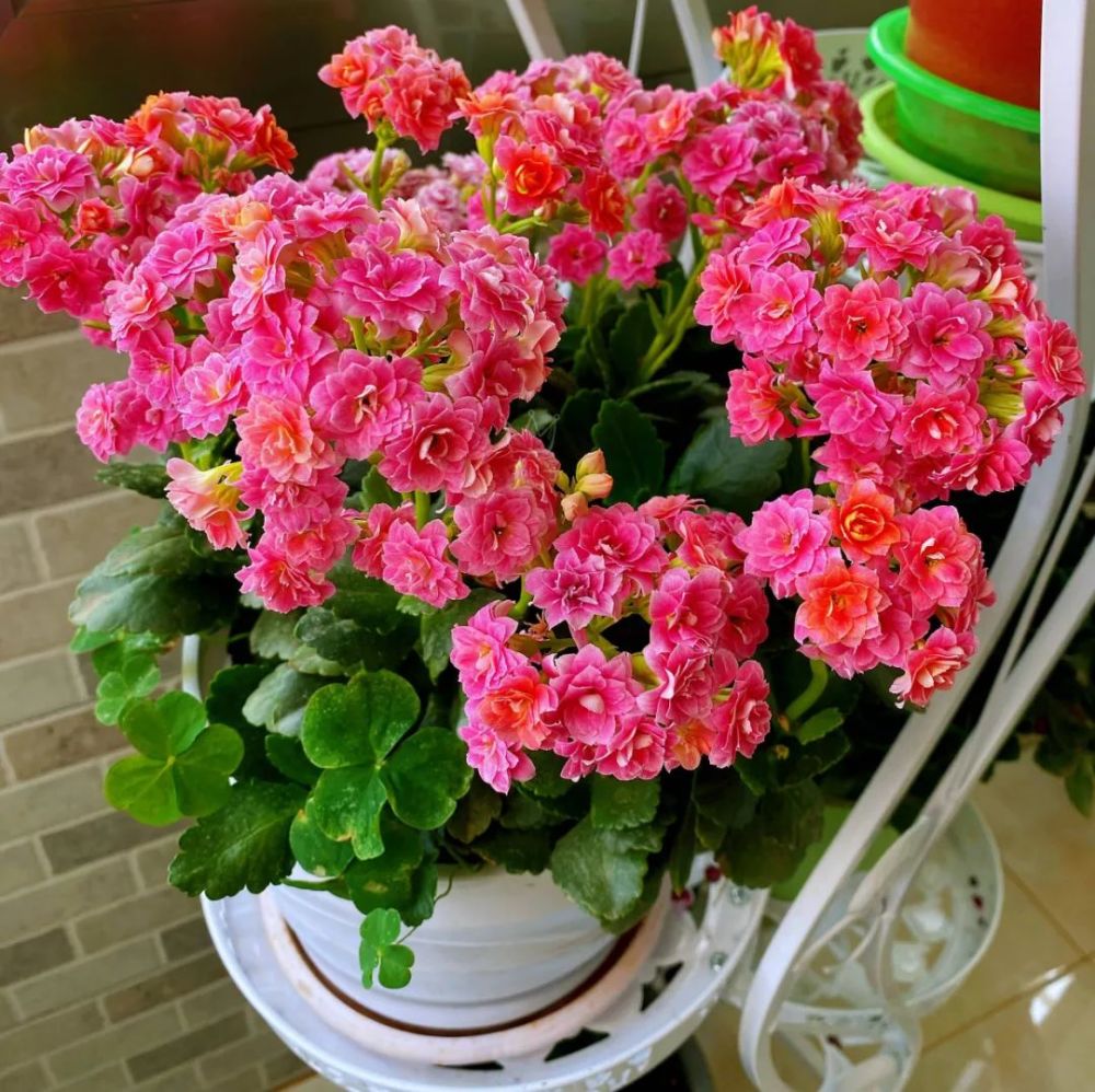 养长寿花,做好3件事,叶片油绿,花苞更多,开成惊艳大花球