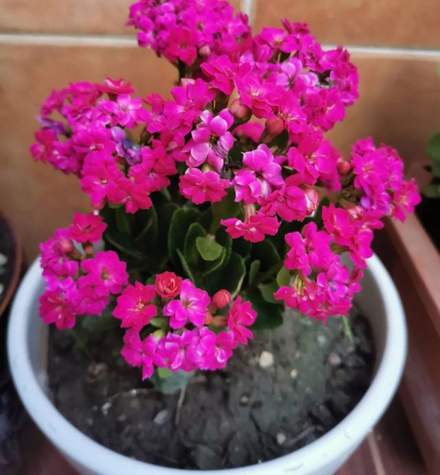 养长寿花,做好3件事,叶片油绿,花苞更多,开成惊艳大花球