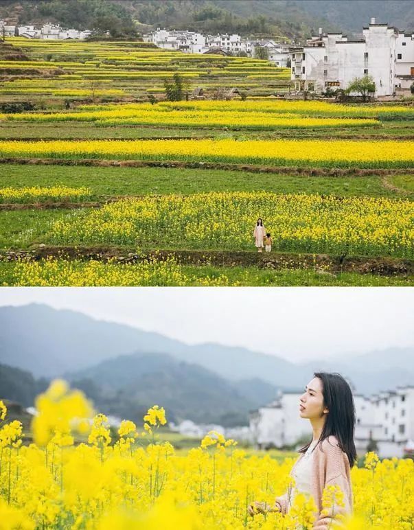 婺源的油菜花又开了给人水彩画的幻象