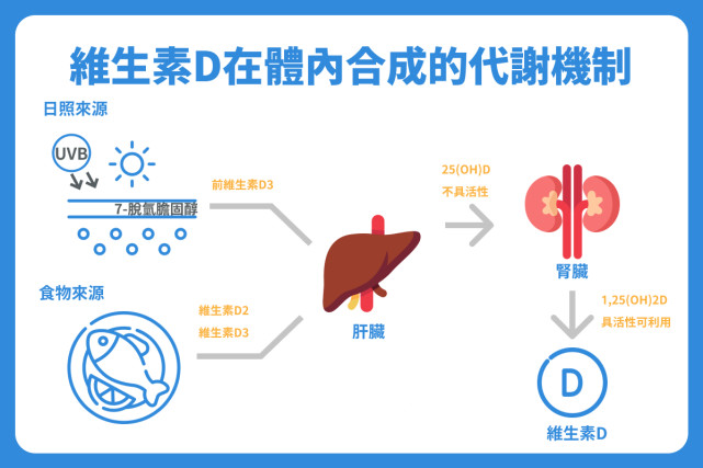一,维生素d是什么?认识人体内的维生素d代谢机制