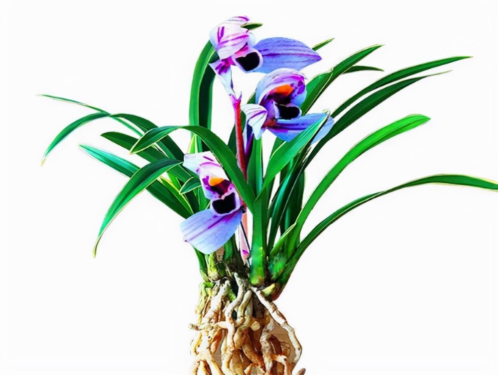 公认好养的兰花—紫月荷,叶姿优美,花色神秘,开花后自带"仙气"