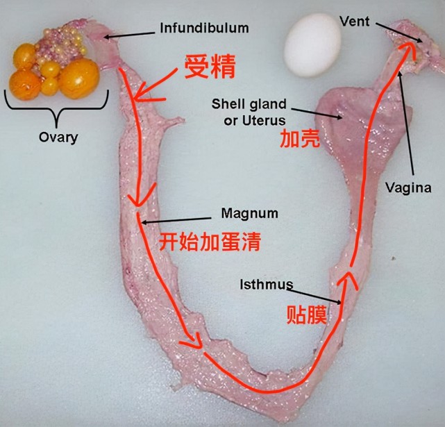 母鸡不用交配,就天天下蛋,那公鸡没有任何价值,不是要被淘汰?