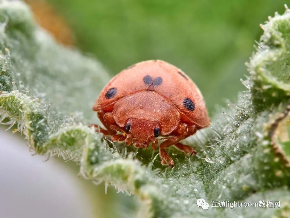 昆虫摄影不会拍掌握这5个技巧拍出清晰生动的昆虫照片