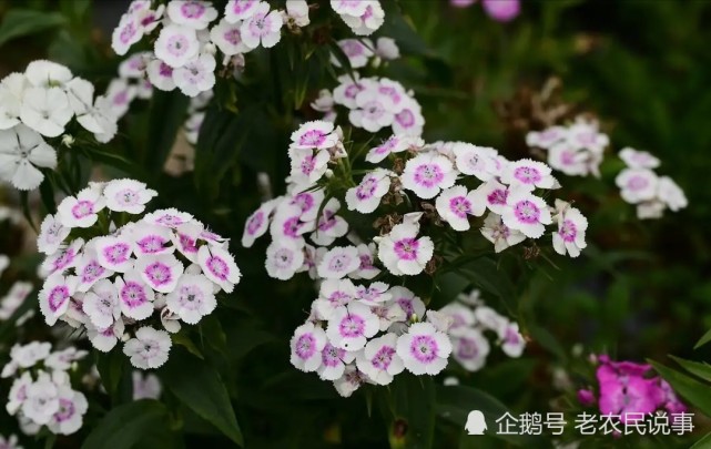 石竹:长得不起眼,花下却能伴生黄金,植株越密,含金量