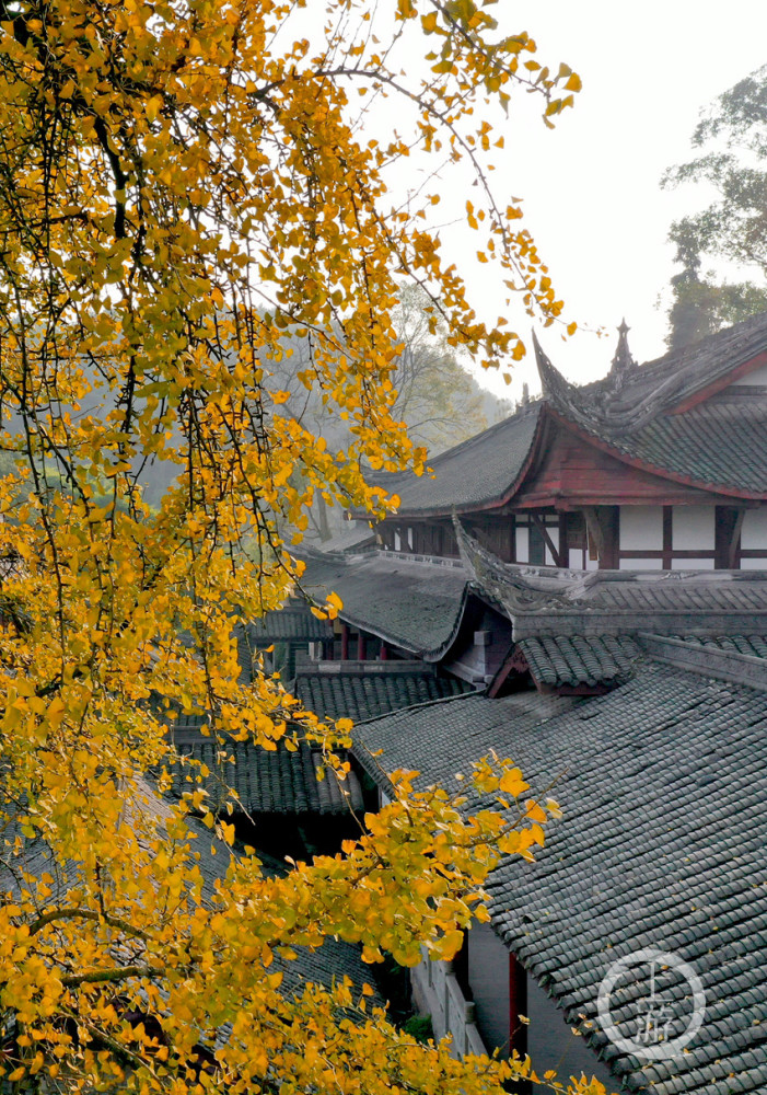 初冬天心寺 千年银杏披"金甲"