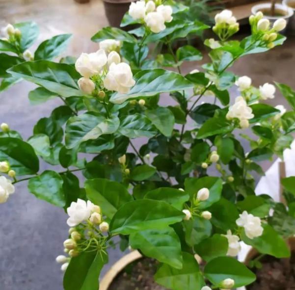 但是现在温度越来越低了,所以就不建议大家给茉莉花修剪,因为修剪之后