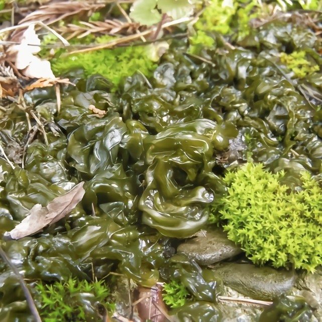 地皮菜别名地木耳,地衣菜,地软,地踏菜,雨菌子等,在小吴家乡湖南新化