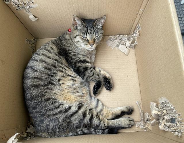 弃猫效应只会让猫咪对你越来越冷淡