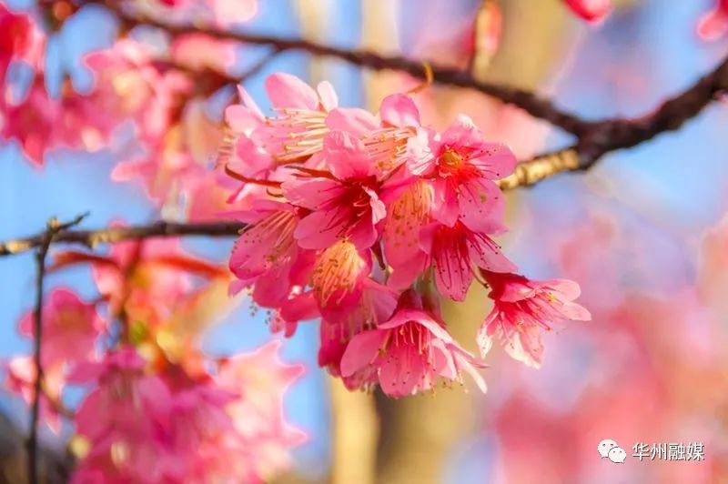 渭南市市花预选品种推荐玉兰桂花桃花樱花梅花玫瑰