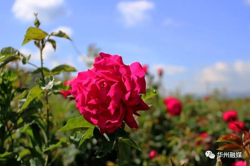 渭南市市花预选品种推荐玉兰桂花桃花樱花梅花玫瑰