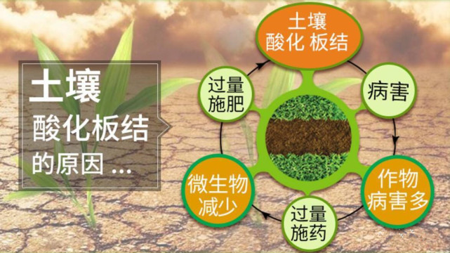 土壤酸化,原因:粪是酸性导致,但能自动恢复消失 而缺钙是关键