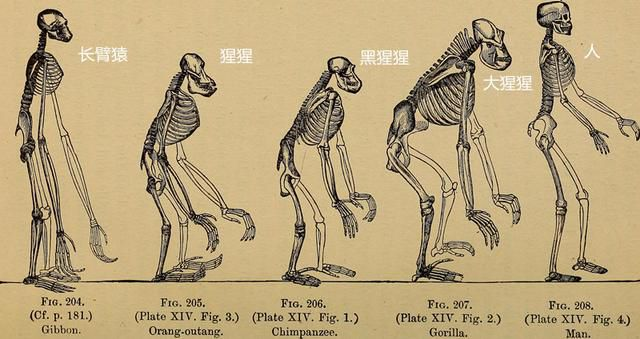 直立行走为何让全人类成为"早产儿?