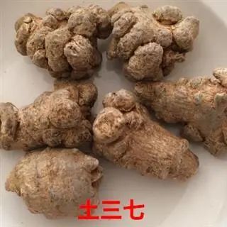 土三七破血散瘀止血消肿