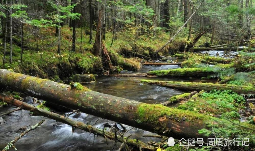 哀牢山遇难四人,或因不明气体中毒:山中瘴气真的存在吗?