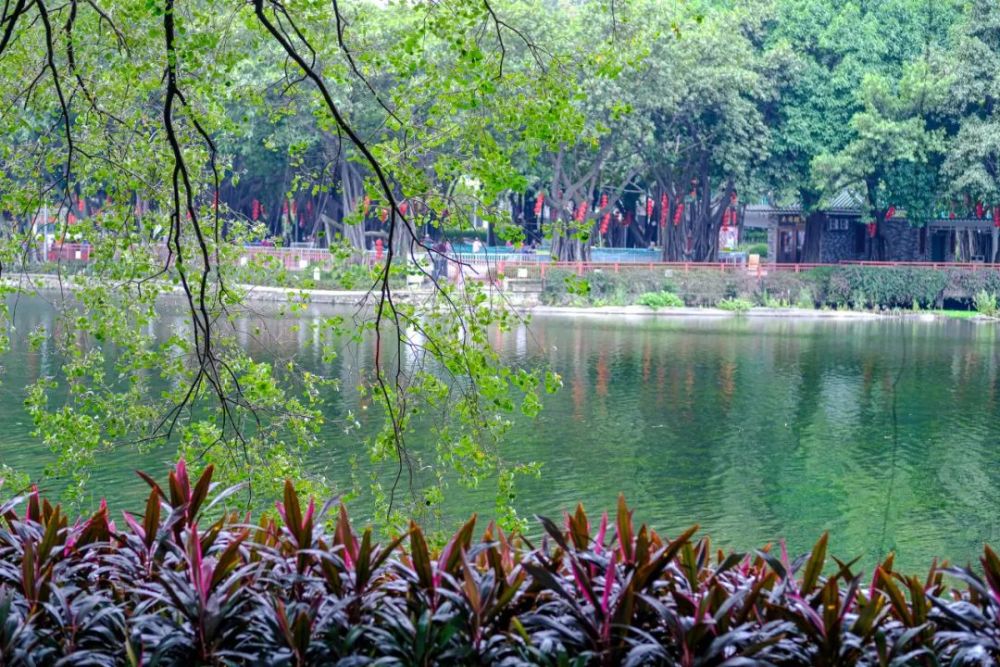 荔湾城记|荔湾湖公园,一年四季都是惬意季