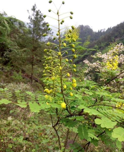 是豆科云实属的藤本植物,又叫:云英,天豆,马豆,百鸟不宿,老虎刺尖,马