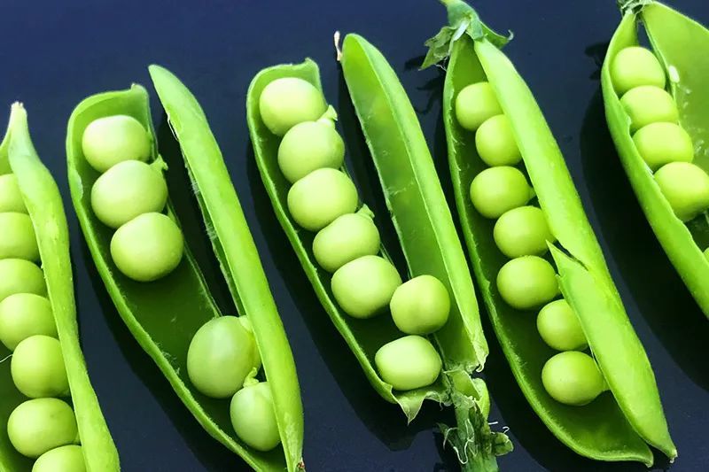 冬天还能吃到初春的青豌豆你没有看错四季如春的云南满足你餐桌因它而