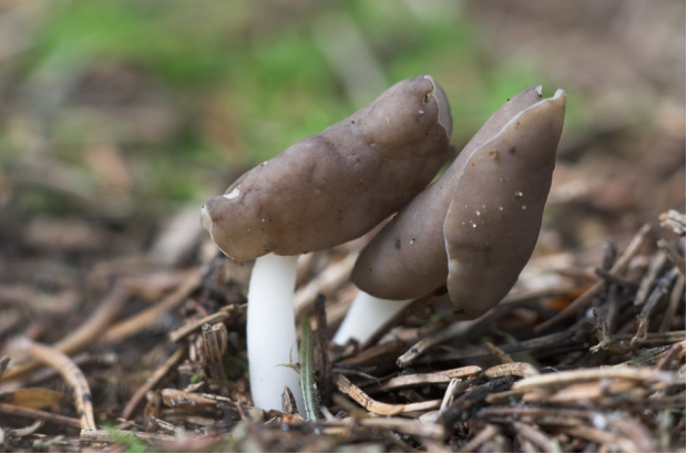 荒野维生野菜系列—马鞍菌