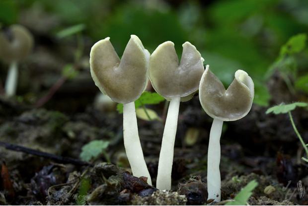 荒野维生野菜系列—马鞍菌