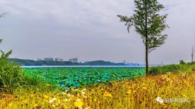 莲花湖湿地公园位于阳新县老城区与新城区接合部,与网湖省级湿地自然