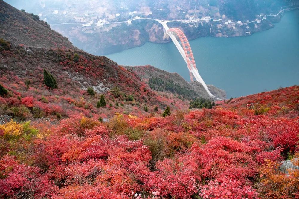 红叶巫山系列 | "一片叶子"带活巫山旅游