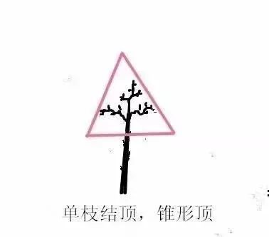 1,单枝结顶.