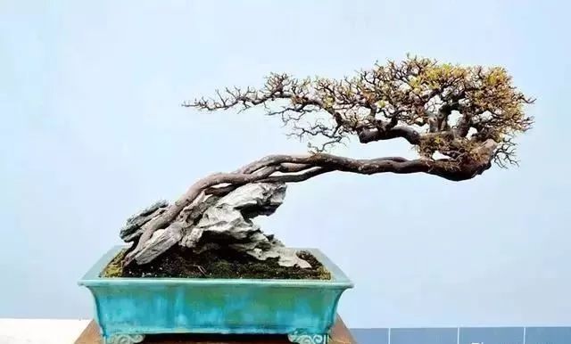 盆景造型中的几种结顶类型及方法