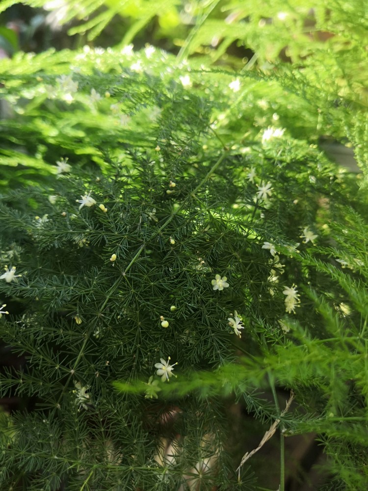 文竹开花,你见过吗?