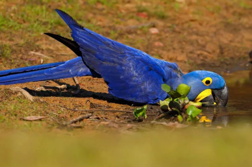 自然界少有!紫蓝金刚鹦鹉和蓝眉林鸲,羽毛为蓝色的鸟类很少见到