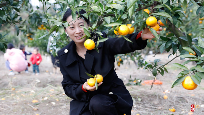 长兴岛柑橘迎采摘高峰季:量减质升不愁卖