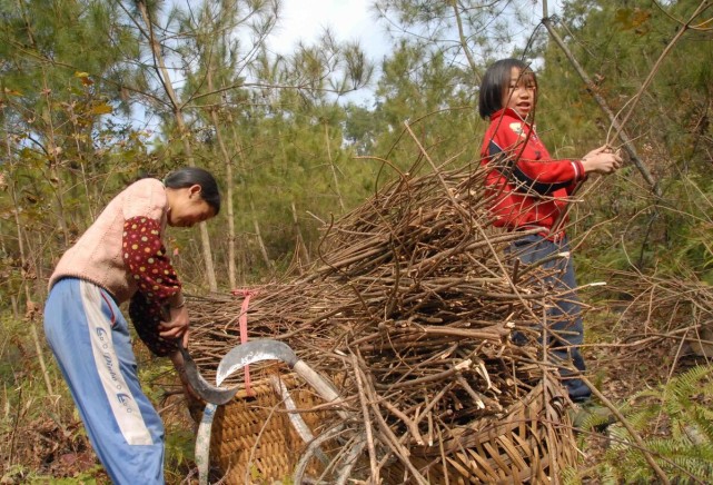 在农村,你有过上山砍柴的经历吗?遇见过哪些害怕的事呢?