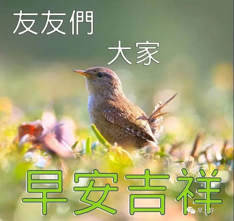 早安送朋友的祝福问候温馨语配动态美图早上好祝福语录大全