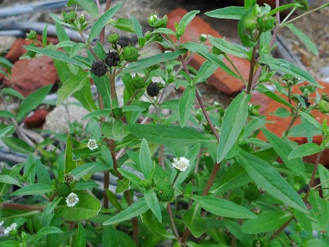 菊科植物开花一般都比较好看,墨旱莲却不是如此,若是见过墨旱莲的