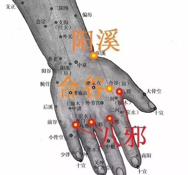 【取穴】八邪(泻,双,合谷(泻,双,阳溪(泻,双,犊鼻(泻,双,膝眼(泻