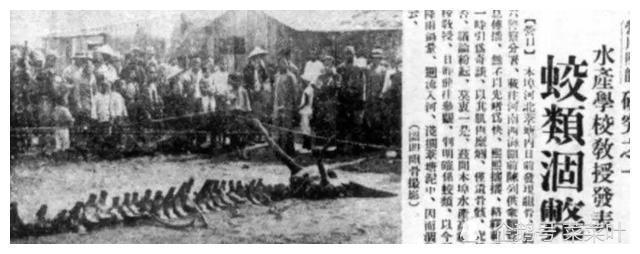 解密近代坠龙事件,为什么最后都不了了之了