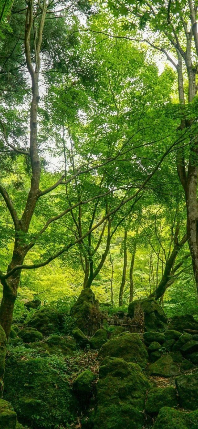 高清壁纸|大自然森林风景图片手机壁纸