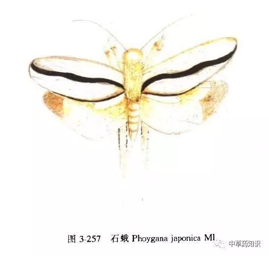 石下新妇(《本草拾遗》) 药用部位:幼虫 科: 石蚕科 原植物:石蛾