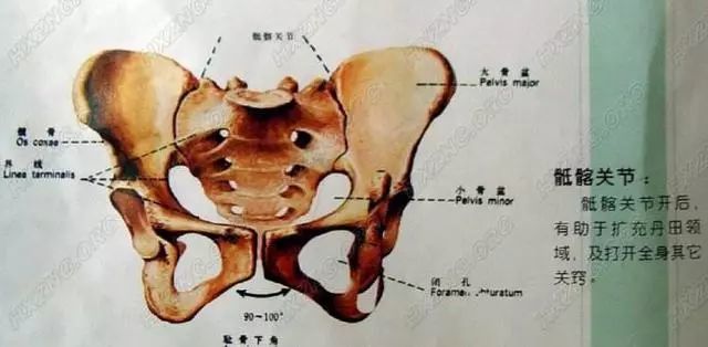 尾闾在传统武术中的传说作用,原来是真的