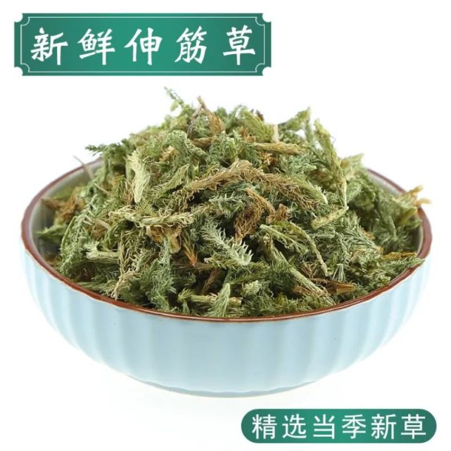 伸筋草的功效与作用,伸筋草的正确吃法